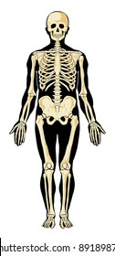 Human skeleton in separate layers. Vector illustration