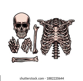 Human skeleton set, hand drawn line style with digital color, vector illustration