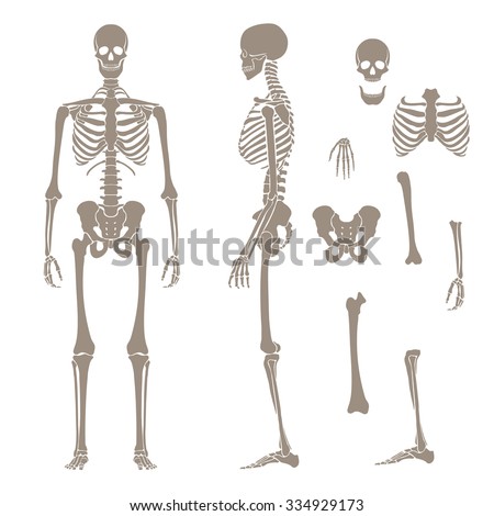 Human skeleton silhouette