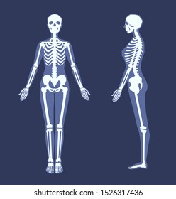 Human skeleton with a silhouette of a body. Front view, side view in full length. Simplified anatomical image. Vector illustration on a dark blue background.