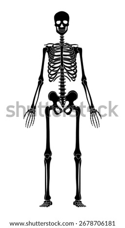 The human skeleton silhouette. Front view. Anatomy. Vector illustration isolated on a white background