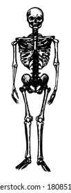 Human Skeleton Sketch Black Outline On Stock Vector (Royalty Free ...