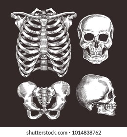 Human skeleton sketch set. Rib cage, skull. Vector illustration