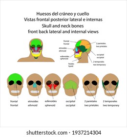 Human skeleton skull and neck bones front back lateral and internal views vector