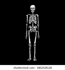 Human skeleton, skull, spine and bones. Hand drawn sketch, stock vector illustration isolated on black background