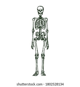 Human skeleton, skull, spine and bones. Hand drawn black and white sketch, stock vector illustration