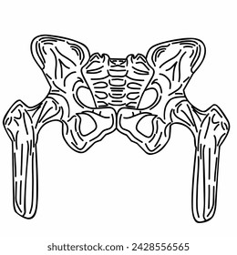 Human skeleton - spine, pelvic and thigh bones. With line art graphic style on white background