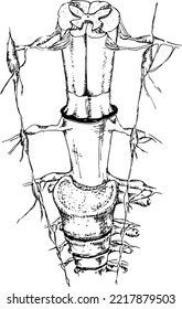 Human skeleton, spine vector sketch isolated illustration. Hand drawn doodle anatomy symbols in biology and body anatomy.