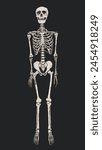 Human skeleton standing isolated over dark gray background, front view. Hand drawn vector anatomy body system drawing. Gothic style illustration print design.