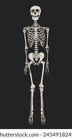 Human skeleton standing isolated over dark gray background, front view. Hand drawn vector anatomy body system drawing. Gothic style illustration print design.