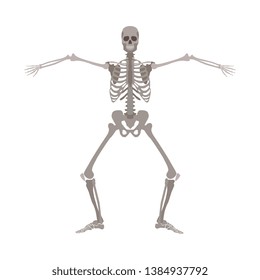 Human skeleton standing with legs bent and arms wide apart cartoon flat style, vector illustration isolated on white background. Funny skeleton dancing with knees bent, Halloween concept