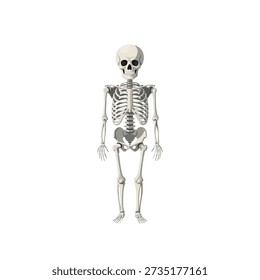 Human skeleton standing upright, facing forward, detailed bones visible