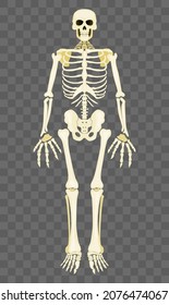 human skeleton stands on a transparent background. flat style vector image