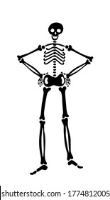 human skeleton stands straight with arms akimbo. human bones put hands on hips. vector illustration for halloween