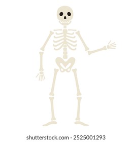 Human skeleton stands and waves hand. Funny Halloween character. Human body structure. Vector flat illustration isolated on white background