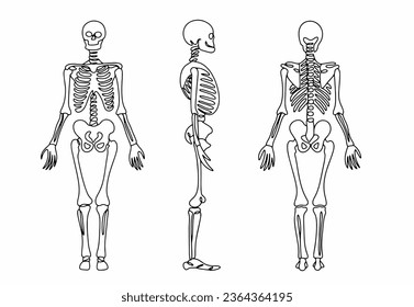 Human skeleton straight from the side and back. Anatomical structure of human bones. Bone and Joint Action Week. One line drawing for different uses. Vector illustration.