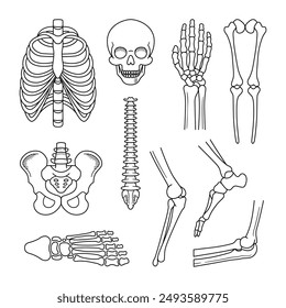 Human skeleton structure. Skull, spine, rib cage, pelvis, joints. Anatomy and medicine ouline doodle vector illustration