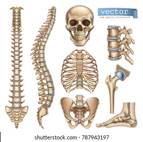 Human skeleton structure. Skull, spine, rib cage, pelvis, joints. Anatomy and medicine. 3d vector icon set