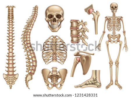 Human skeleton structure. Skull, spine, rib cage, pelvis, joints. Anatomy and medicine, 3d vector icon set
