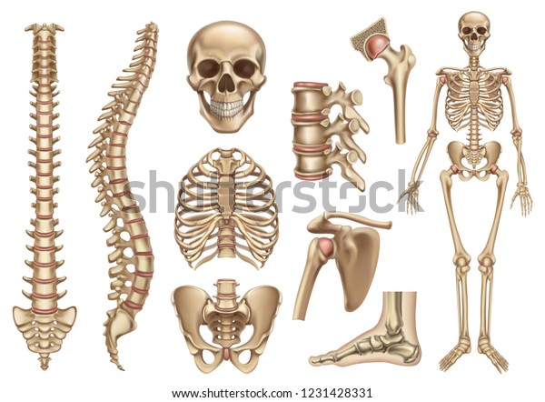 인간 골격구조두개골, 척추, 갈비뼈, 골반, 관절이해부학과 스톡 벡터(로열티 프리) 1231428331