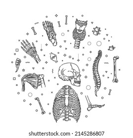 Human skeleton structure. Vector banner