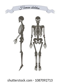 Human skeleton system banner with headline in ribbon, organism structure made of bones, collection vector illustration isolated on white background