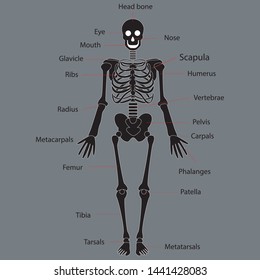 Human skeleton system on white background