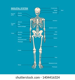 human skeleton system outline isolated on white background . Didactic board of anatomy of human bony system