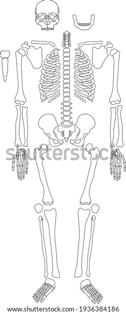 human skeleton system outline isolated on\
white background .vector\
illustration.