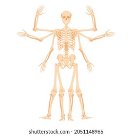 Human skeleton with various gestures. Multiarmed form with stages of raising and lowering arms and legs abstract form of golden vector section.