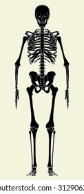 Human Skeleton Vector 01