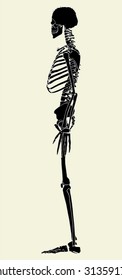 Human Skeleton Vector 02