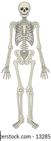 Human skeleton vector