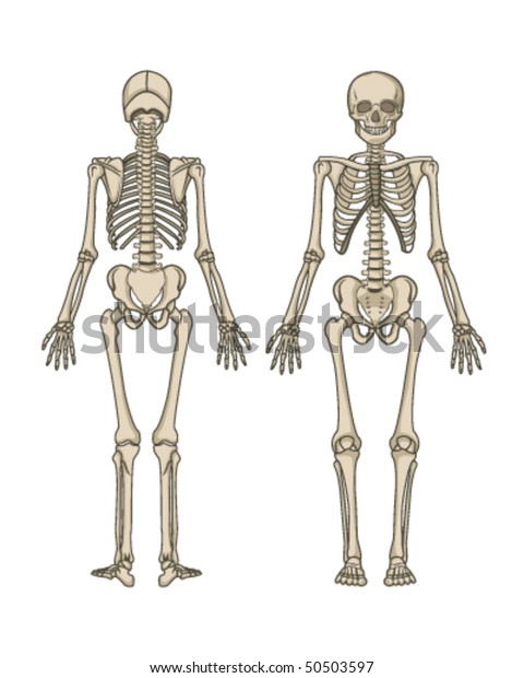 Human Skeleton Vector Stock Vector (Royalty Free) 50503597