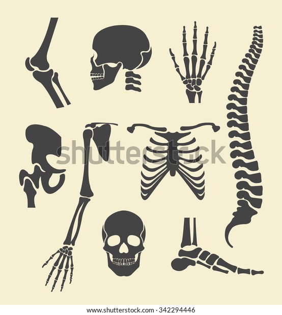 Human skeleton.\
Vector black illustration\
set