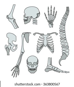 Human skeleton. Vector flat line illustration set