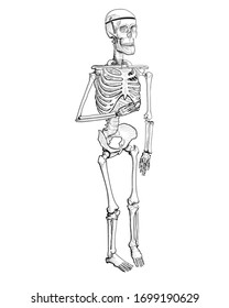 Human skeleton. Vector handrawn sketch.