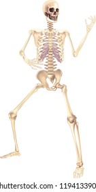 Human Skeleton Vector illustration isolated on a white background useful for creating medical and scientific materials. Anatomy, medicine and biology concept.