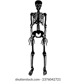 Human skeleton vector isolated illustration