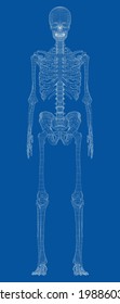 Human skeleton. Vector rendering of 3d. Wire-frame style. Illustration for medicine