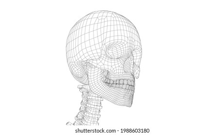 Human skeleton. Vector rendering of 3d. Wire-frame style. Illustration for medicine