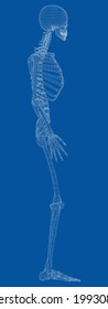 Human skeleton. Vector rendering of 3d. Wire-frame style. Illustration for medicine