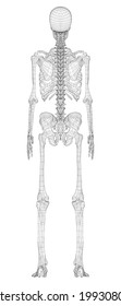 Human skeleton. Vector rendering of 3d. Wire-frame style. Illustration for medicine