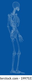Human skeleton. Vector rendering of 3d. Wire-frame style. Illustration for medicine