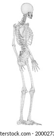 Human skeleton. Vector rendering of 3d. Wire-frame style. Illustration for medicine