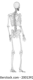 Human skeleton. Vector rendering of 3d. Wire-frame style. Illustration for medicine
