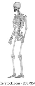 Human skeleton. Vector rendering of 3d. Wire-frame style. Illustration for medicine