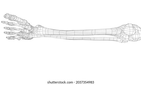 Human skeleton. Vector rendering of 3d. Wire-frame style. Illustration for medicine