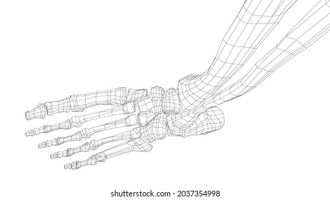 Human skeleton. Vector rendering of 3d. Wire-frame style. Illustration for medicine