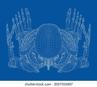 Human skeleton. Vector rendering of 3d. Wire-frame style. Illustration for medicine